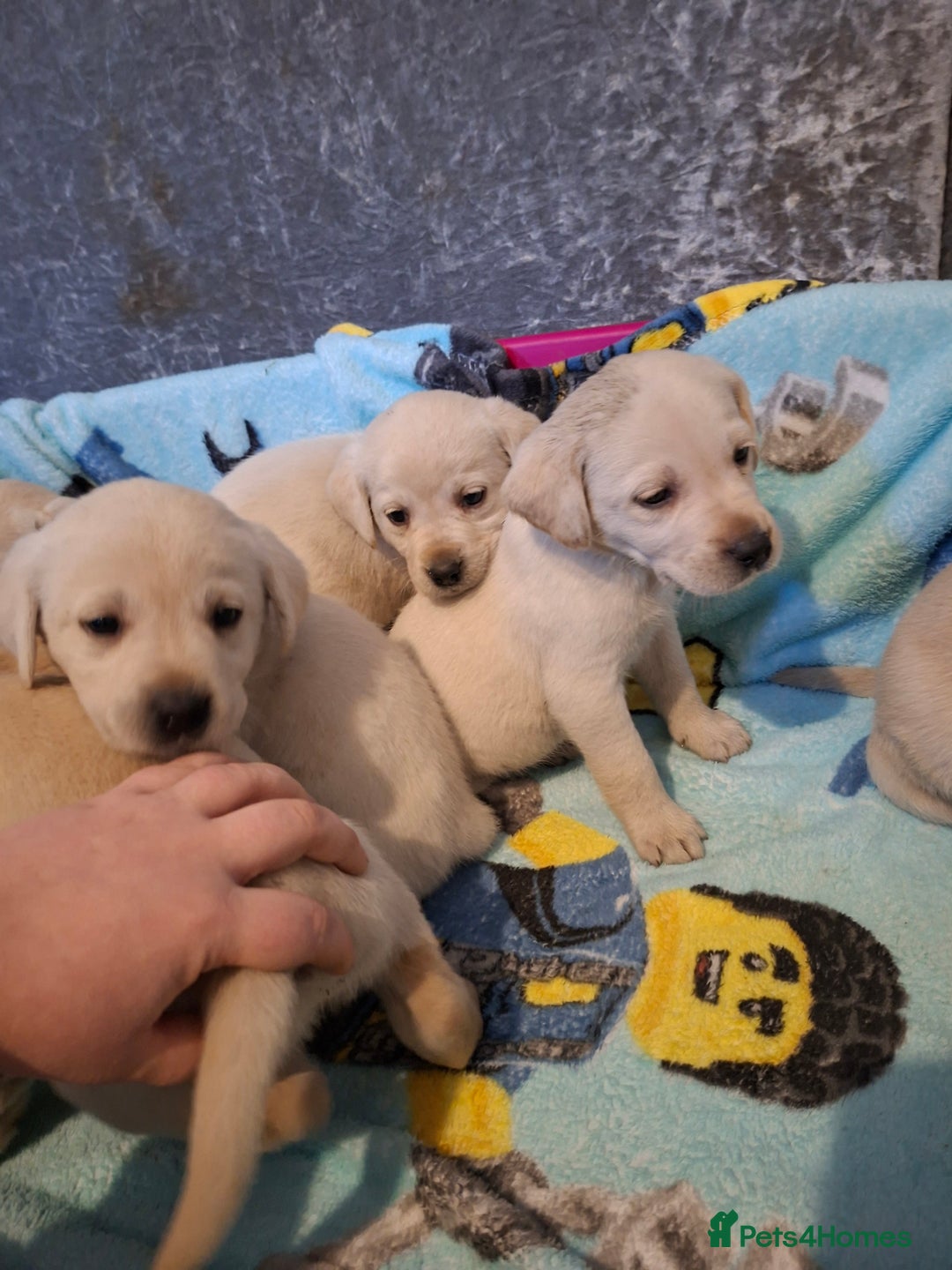 Labrador Retriever dogs for sale: Pedigree Labrador Golden Puppies - Advert 4