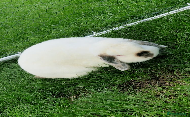 Mini Lop rabbits - Advert 19