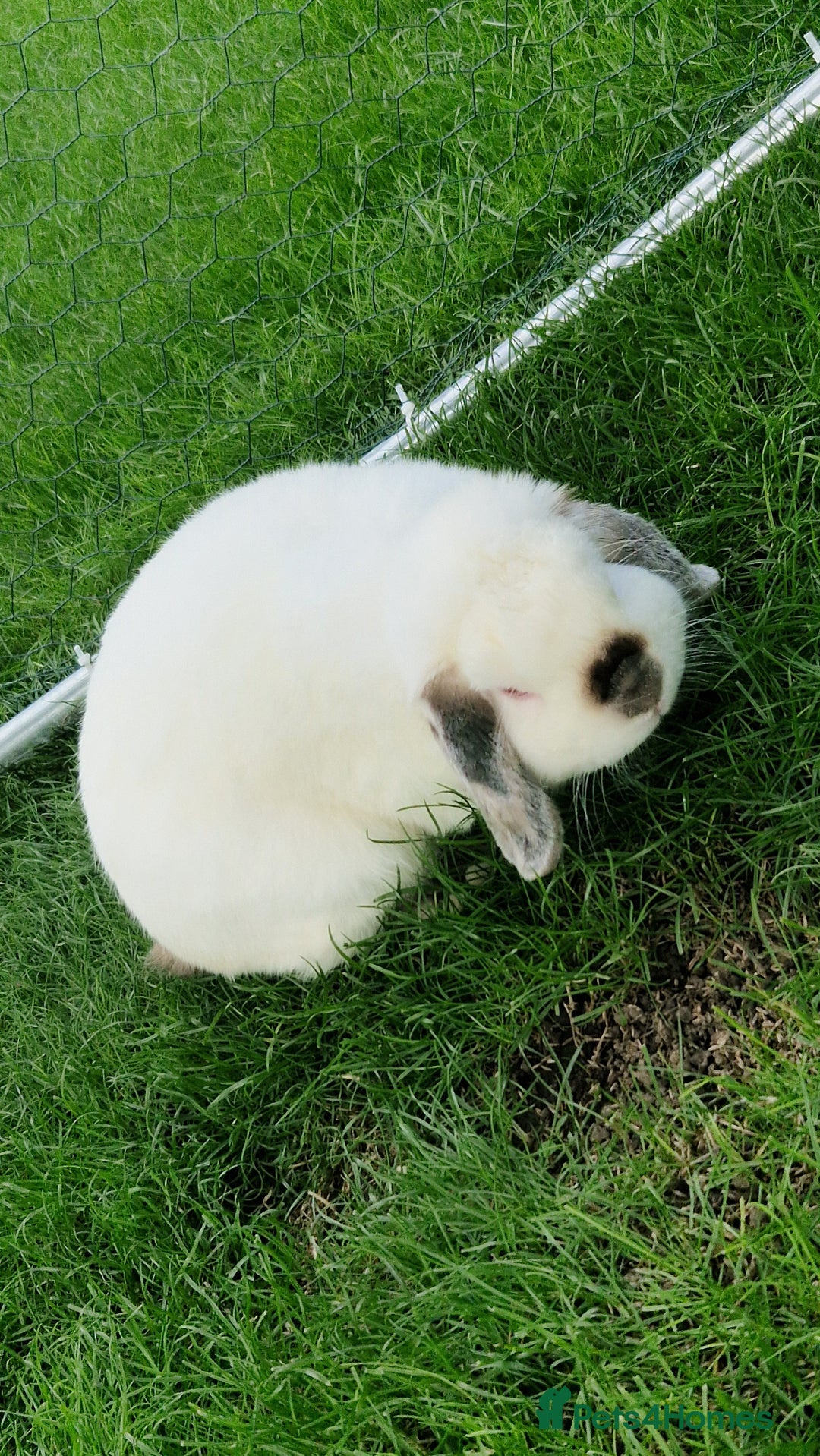 Mini Lop rabbits for sale: 1 year old mini lops for sale  - Image 1