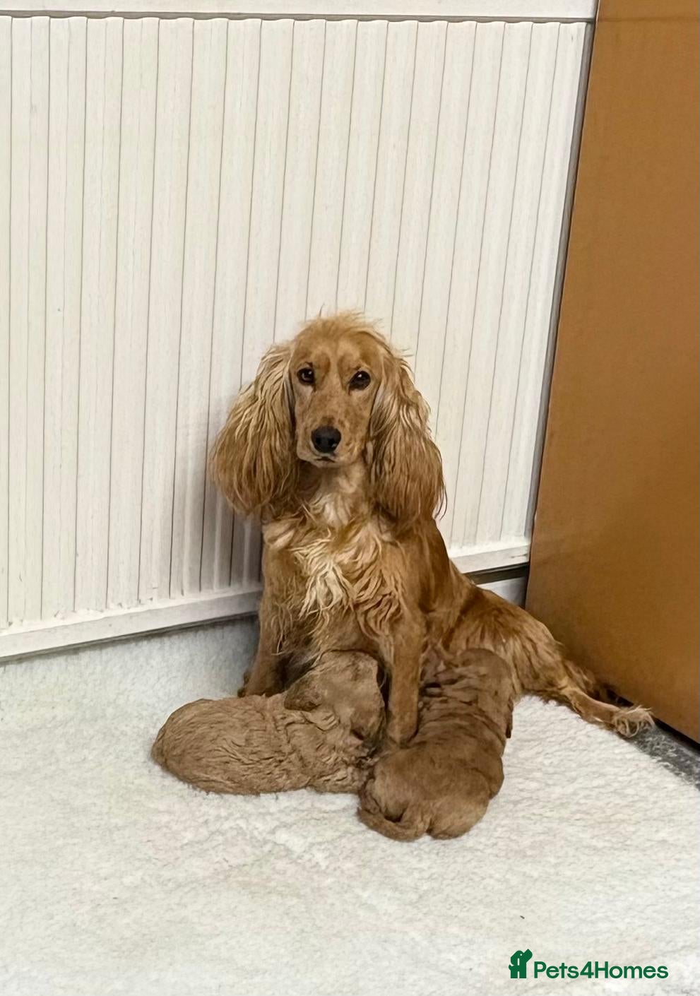 Cockapoo dogs Cockerpoos - Advert 17