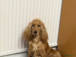 Cockapoo dogs Cockerpoos - Advert 1