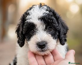 Cavapoo dogs F1BB Cavapoos - Advert 1