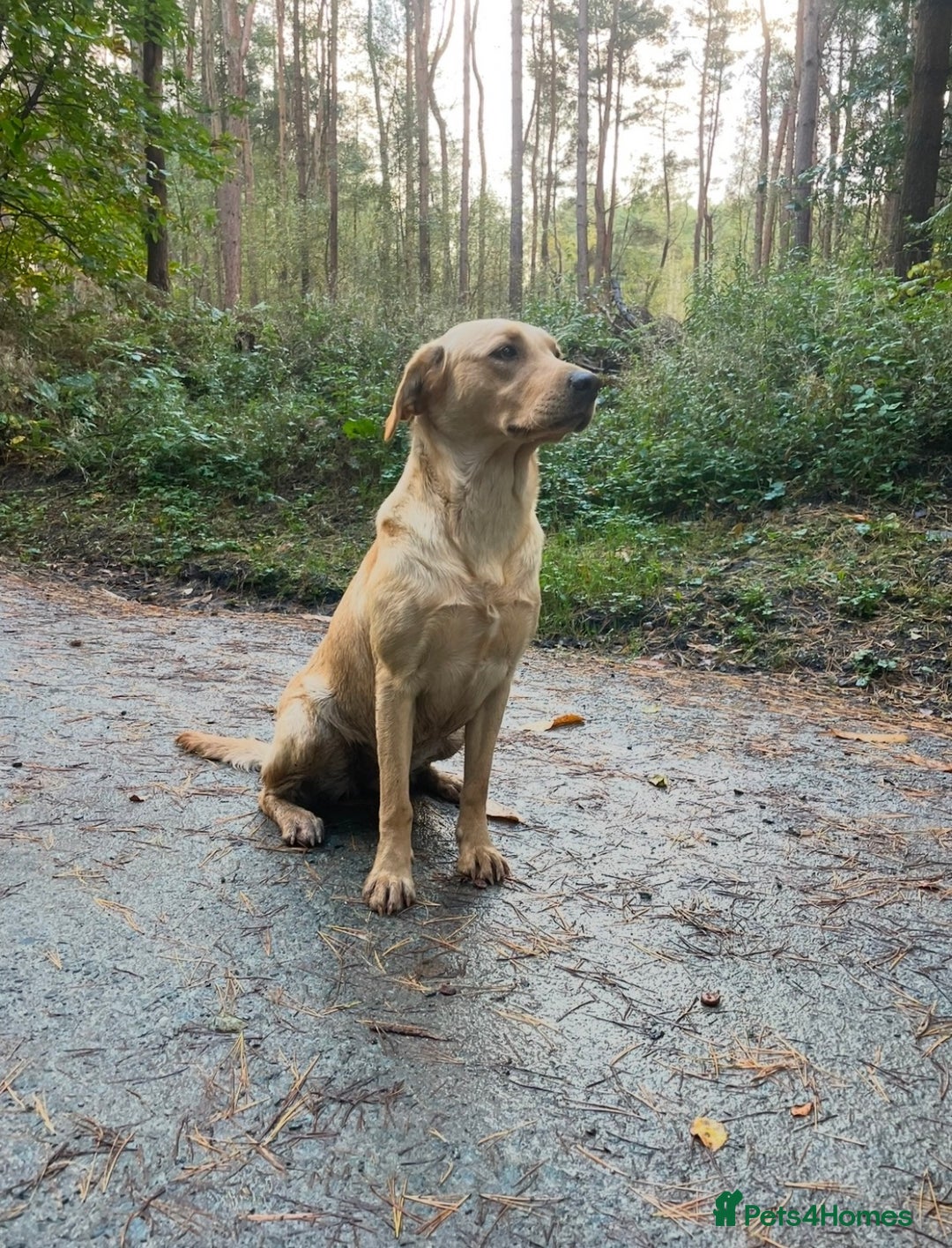 Labrador Retriever dogs for sale: Ready now Stunning chunky fox red pups - Advert 16
