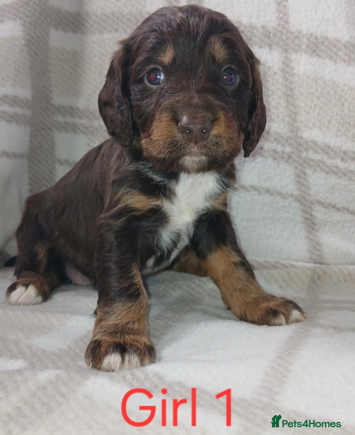 Sprocker dogs Sprocker pups - Advert 1
