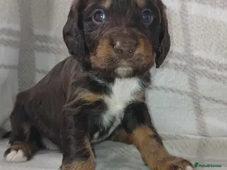 Sprocker dogs Sprocker pups - Advert 1