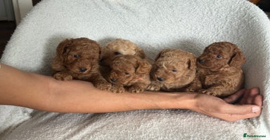 Cockapoo dogs - Advert 5