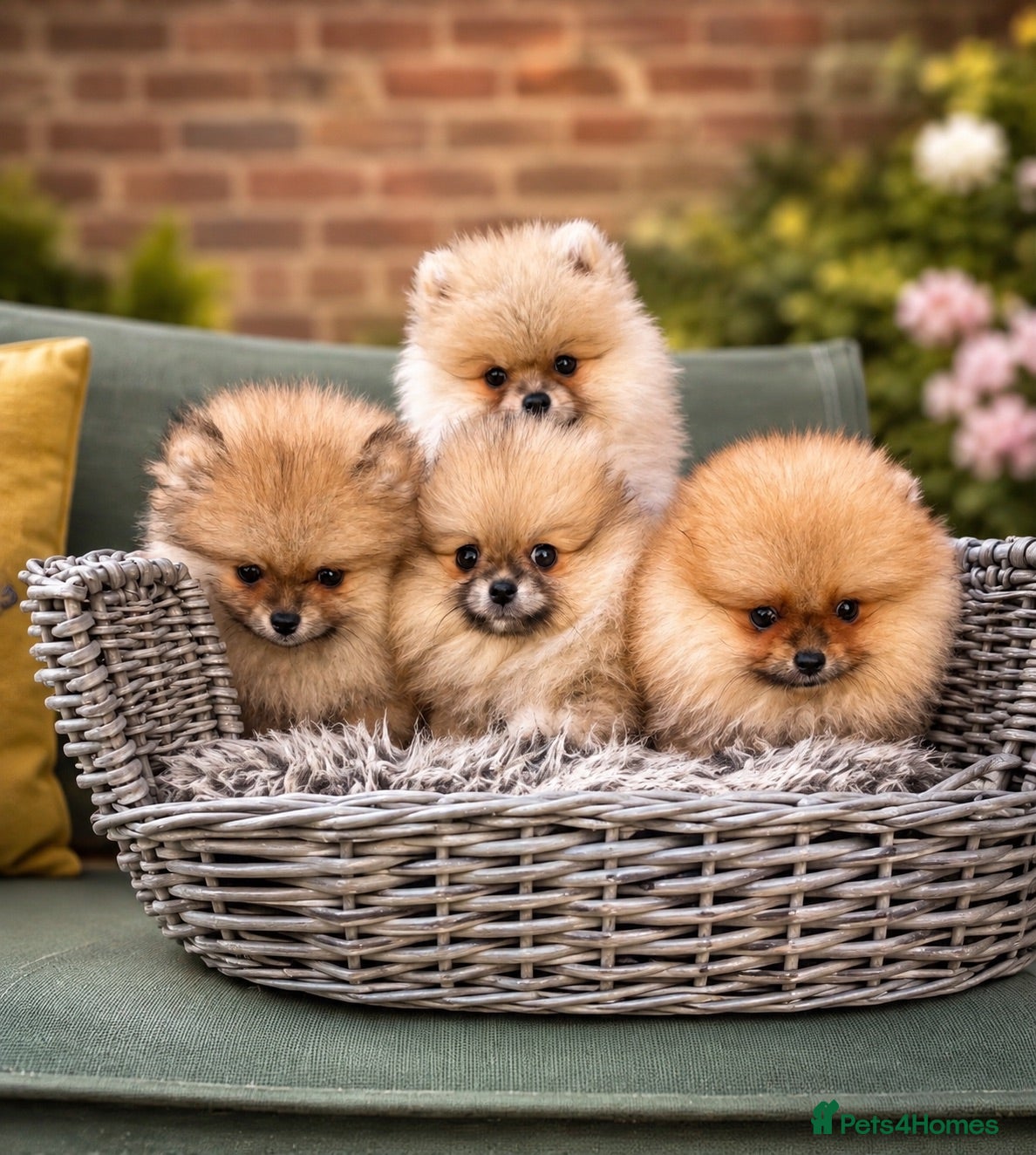 Pomeranian dogs 🔥Teddy🐻Small🏆Quality  - Advert 1