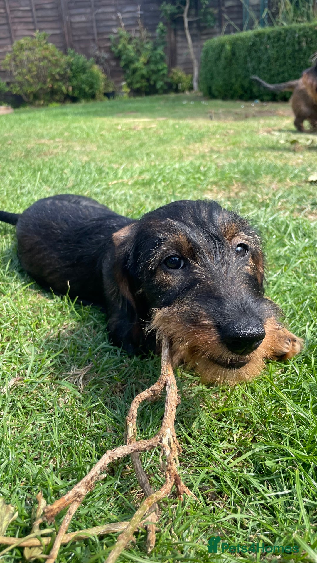 Dachshund dogs for sale: Standard Wirehair Dachshund  - Image 2