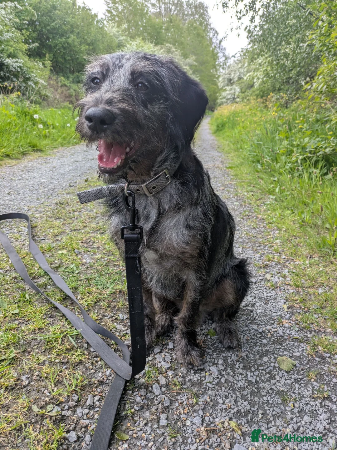 Labradoodle dogs for sale: Labradoodle merle, wiery coat - Advert 2
