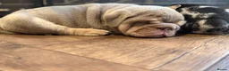 English Bulldog dogs for sale: Stunning KC reg English Bulldog puppies. in Newbury - Advert 3