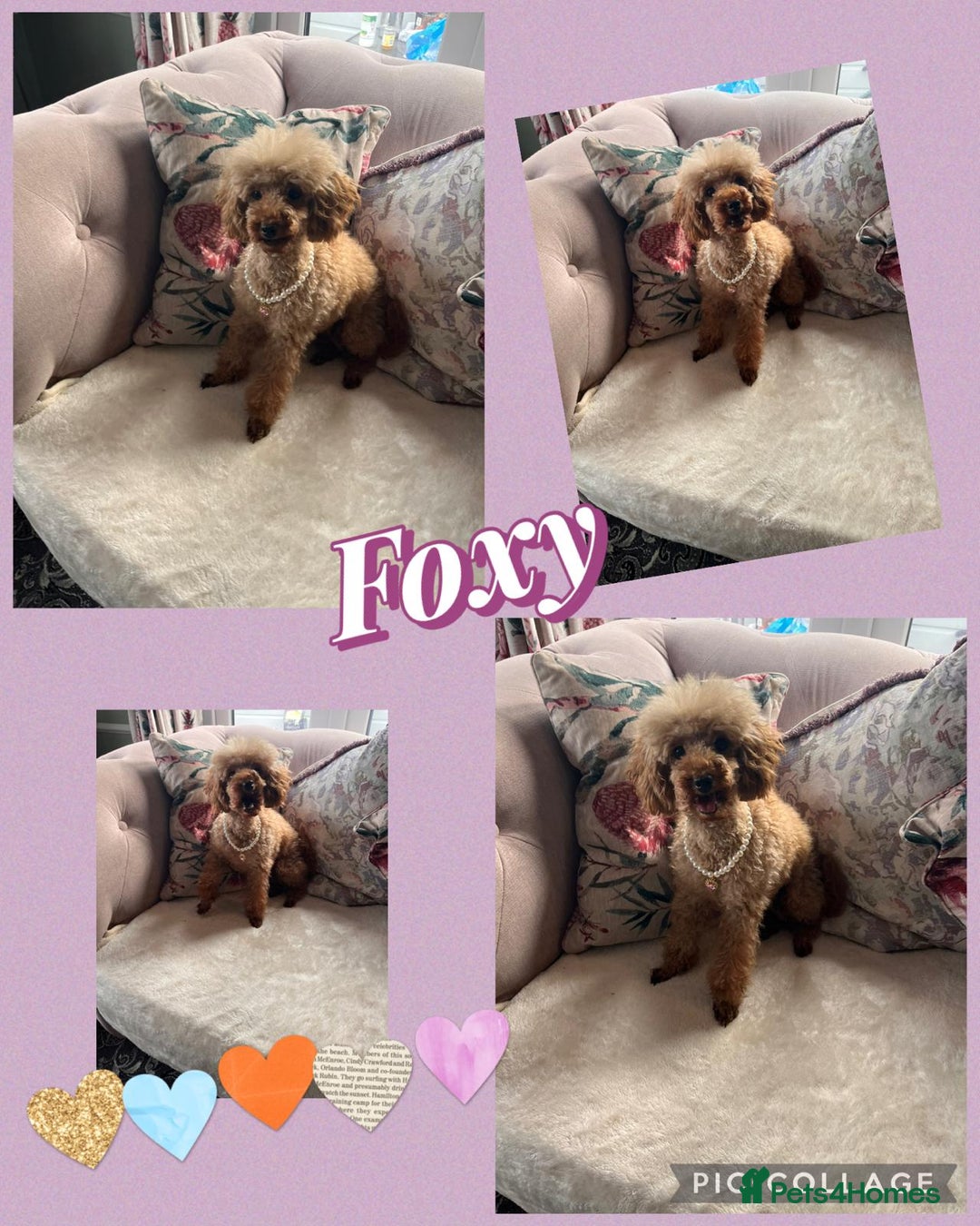 Maltipoo dogs for sale: Tea cup/ pocket puppy Maltipoo girl 🩷 - Image 6
