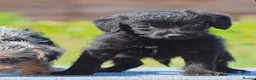 Mixed Breed dogs for sale: Patterpoo puppies cute, fun, happy, healthy  - Advert 6