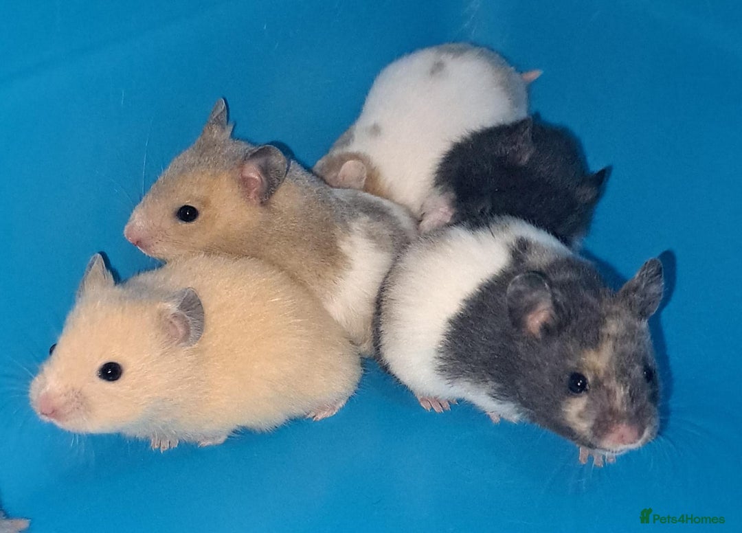 Hamster rodents for sale: Sirian hamsters - Image 7