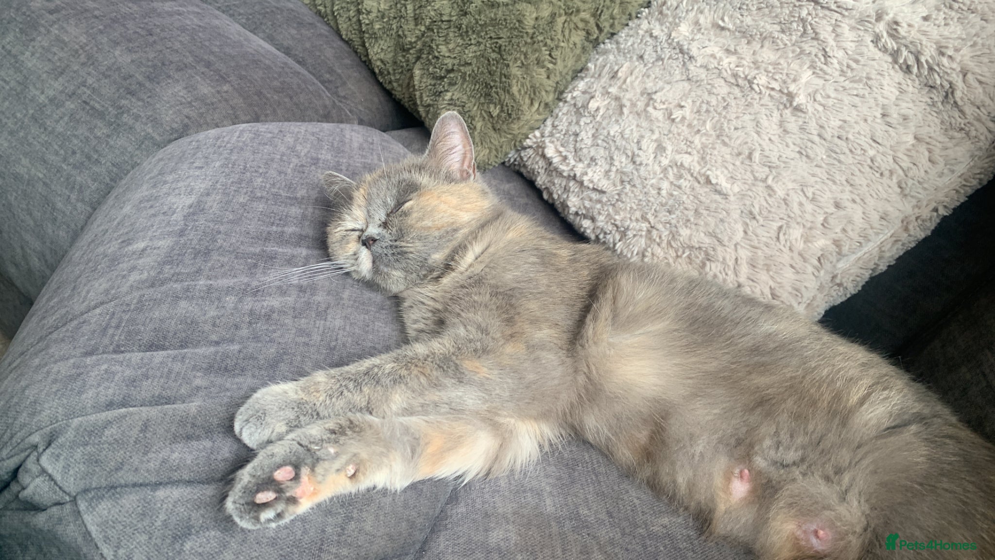 Exotic cats for sale: Beautiful litter of exotic x British shorthairs  - Advert 5