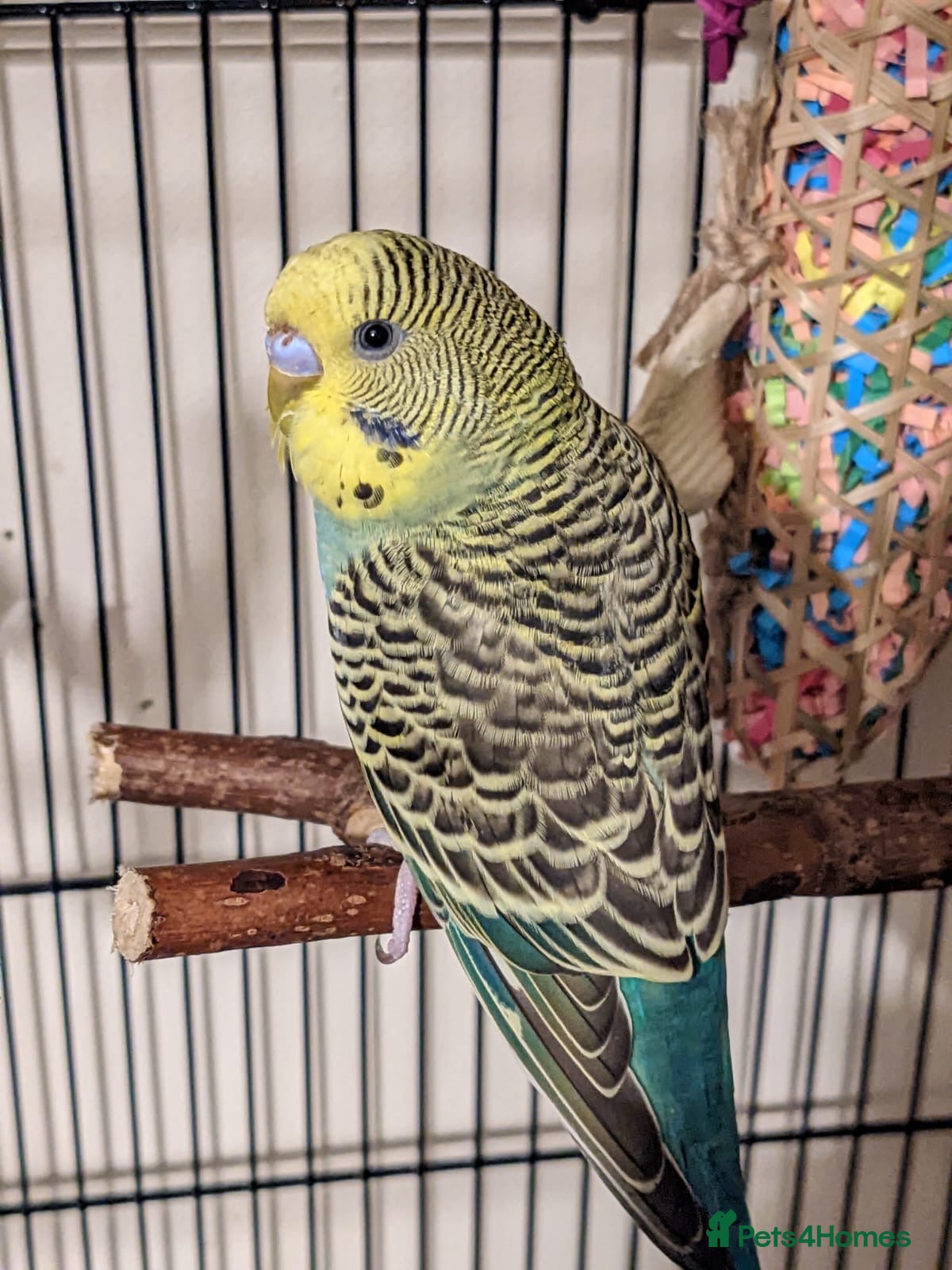 Budgerigars birds Tamed Budgie - Advert 1