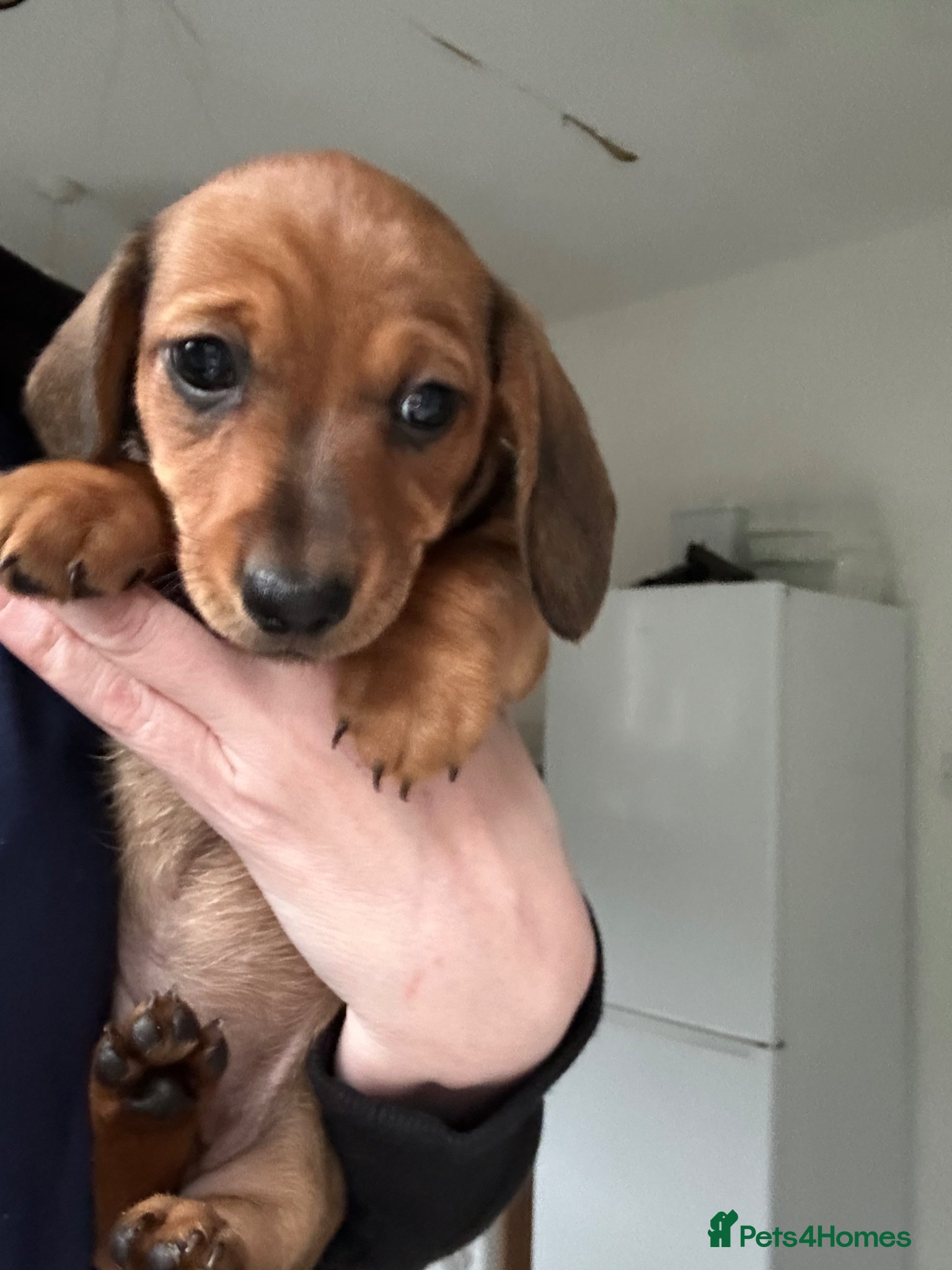 Miniature Dachshund dogs Stunning litter of beautiful babies  - Advert 10