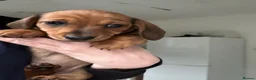 Miniature Dachshund dogs for sale: Male and female left - Advert 4