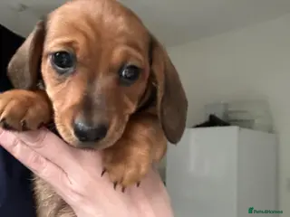 Miniature Dachshund dogs Stunning litter of beautiful babies - Advert 5