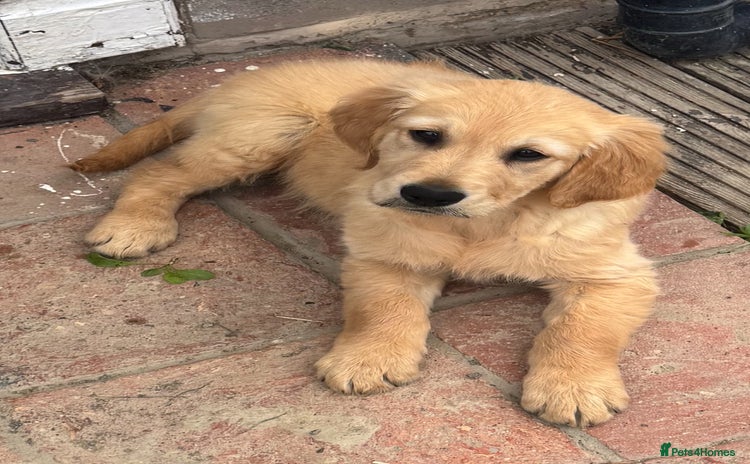 Golden Retriever dogs - Advert 3