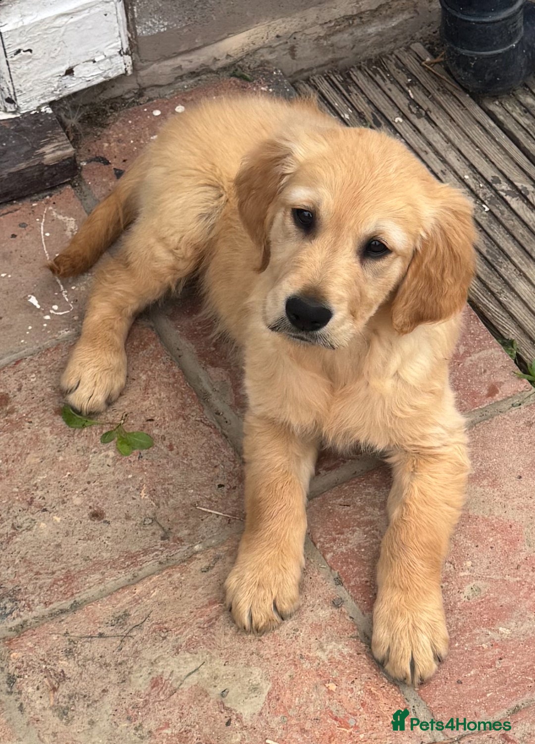 Golden Retriever dogs for sale: Healthy well socialised calm KC puppies - Image 33