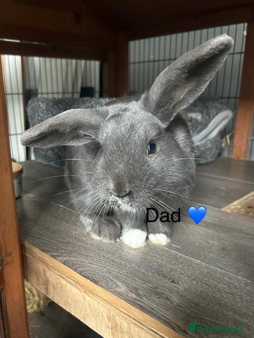 Mini Lop rabbits for sale: Adorable mini lop bunnies! Ready soon! - Advert 7