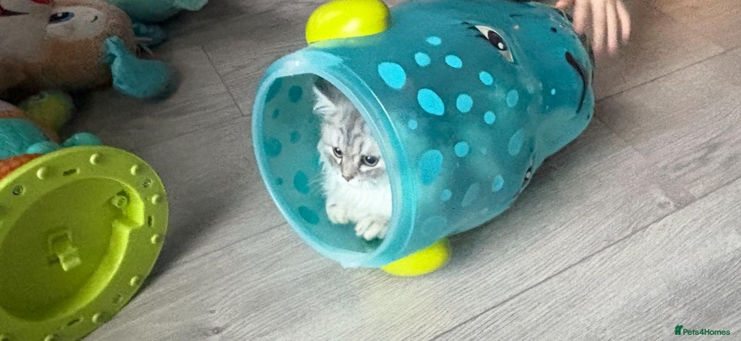 Persian cats for sale: Persian chinchilla kitten - Image 2