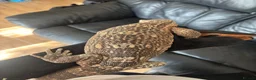 Monitor reptiles for sale: White throat monitor - Advert 3