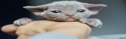 Devon Rex cats for sale: Ravel 💜male Devon Rex ( Reserved) - Advert 26