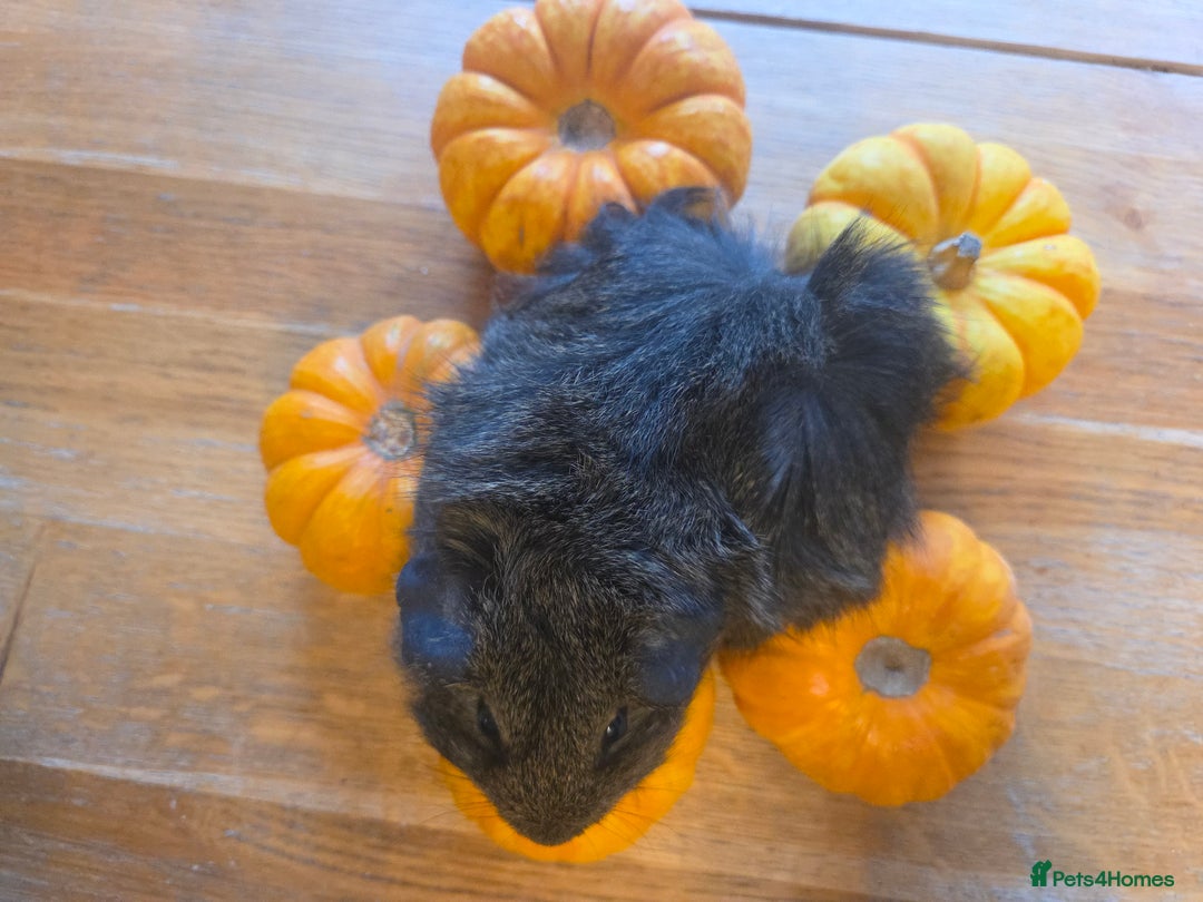 Guinea Pig rodents for sale: READY NOW. 2 young Sister Guinea Pigs - Image 6