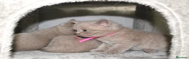 British Shorthair light pink