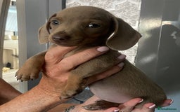 Miniature Dachshund dogs for sale: Beautiful mini dashys 💜 - Image 18