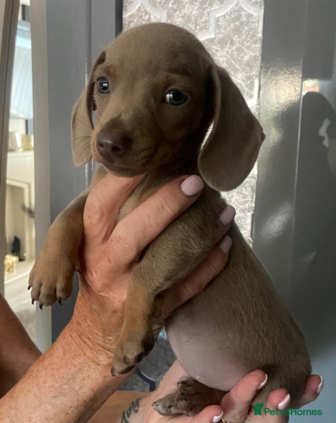 Miniature Dachshund dogs for sale: Beautiful mini dashys 💜 - Image 18