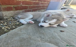 Siberian Husky dogs for sale: Stunning Pure siberian husky pups - Image 17