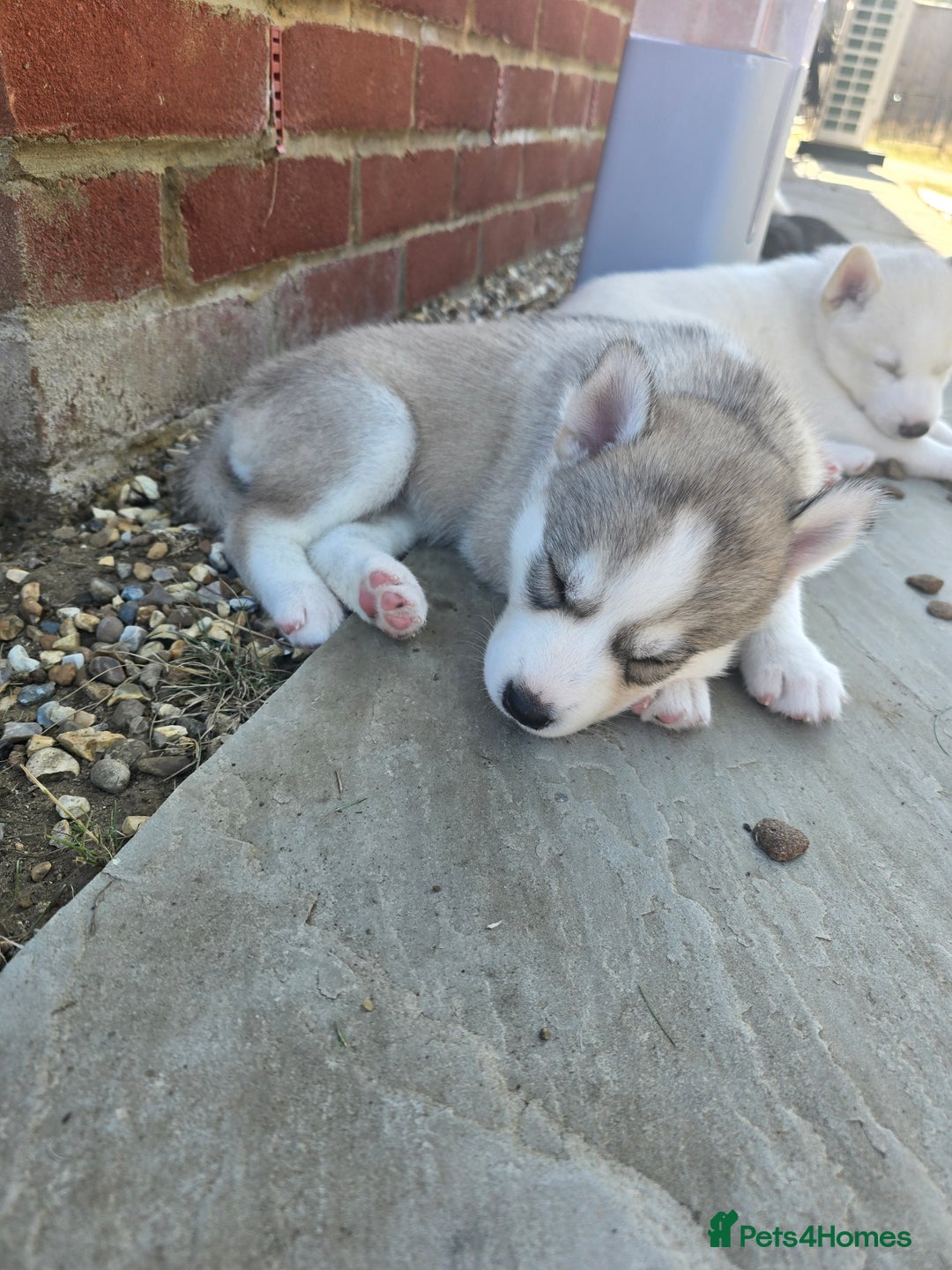 Siberian Husky dogs for sale: Stunning Pure siberian husky pups - Image 17