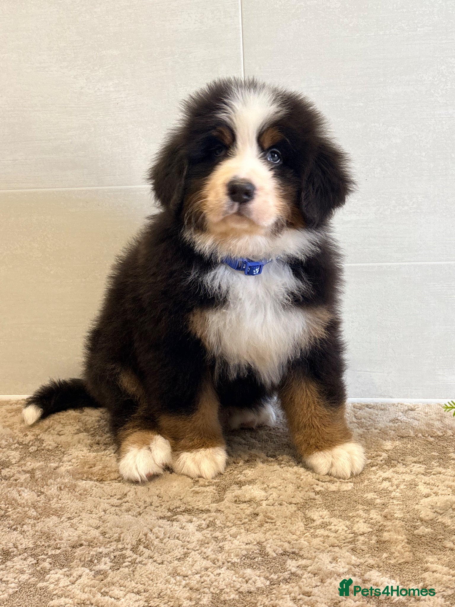 Bernese Mountain Dog dogs Bernese mountain pups - Advert 2