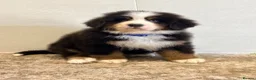 Bernese Mountain Dog dogs for sale: Bernese mountain pups - Advert 2