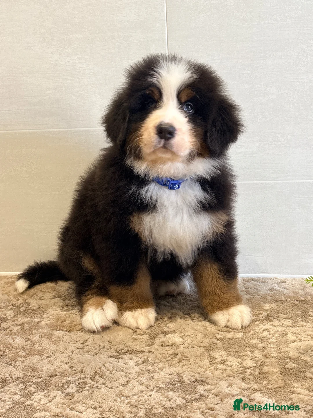 Bernese Mountain Dog dogs for sale: Bernese mountain pups - Advert 2