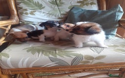 Jack Russell dogs for sale: Jack Russell  - Image 9