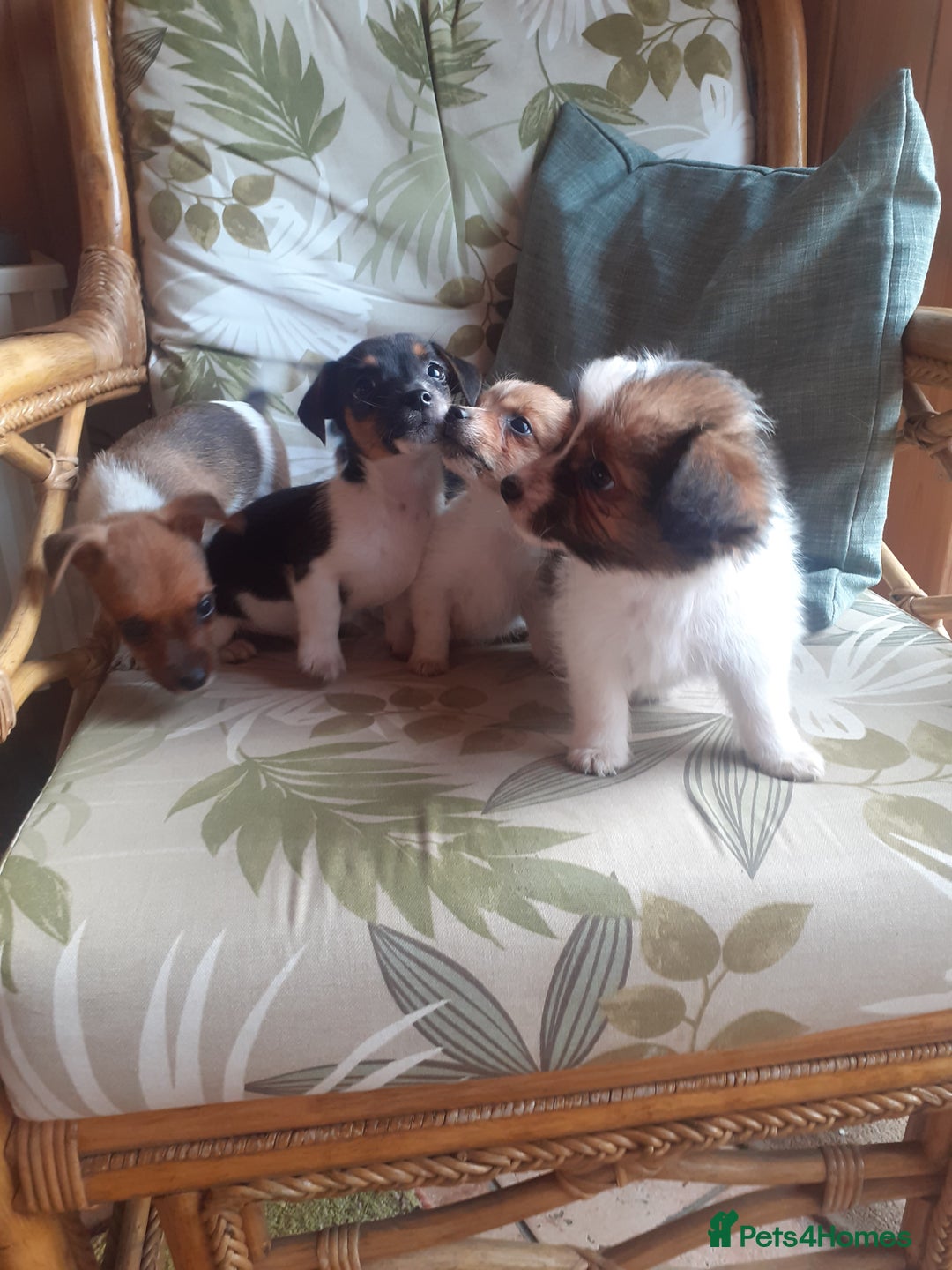 Jack Russell dogs for sale: Jack Russell  - Image 9