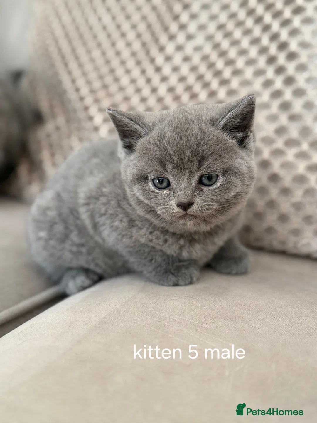 Scottish Fold cats for sale: 😍5 stunning Scottish fold x scottish straights 😍 - Advert 2