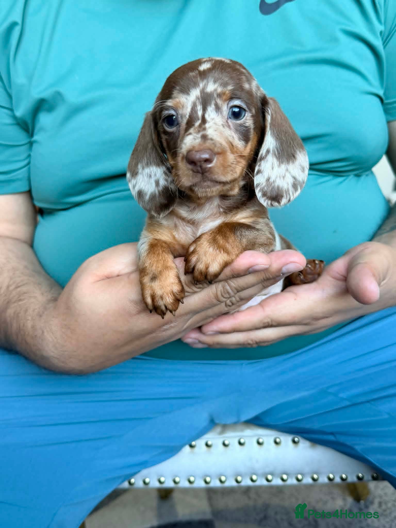 Miniature Dachshund dogs for sale: Miniature Dachshund puppies - Advert 4