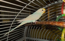 Budgerigars birds for sale: Two Young Male Budgies - Image 2