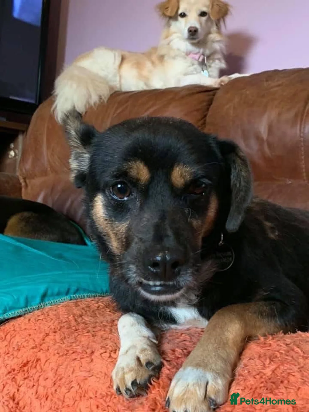Mixed Breed dogs for adoption: Paddy - Norwich Norfolk  - Advert 15