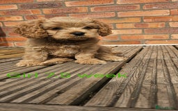Cavapoo dogs for sale: Beautiful Cavapoo F1b for sale - Image 5