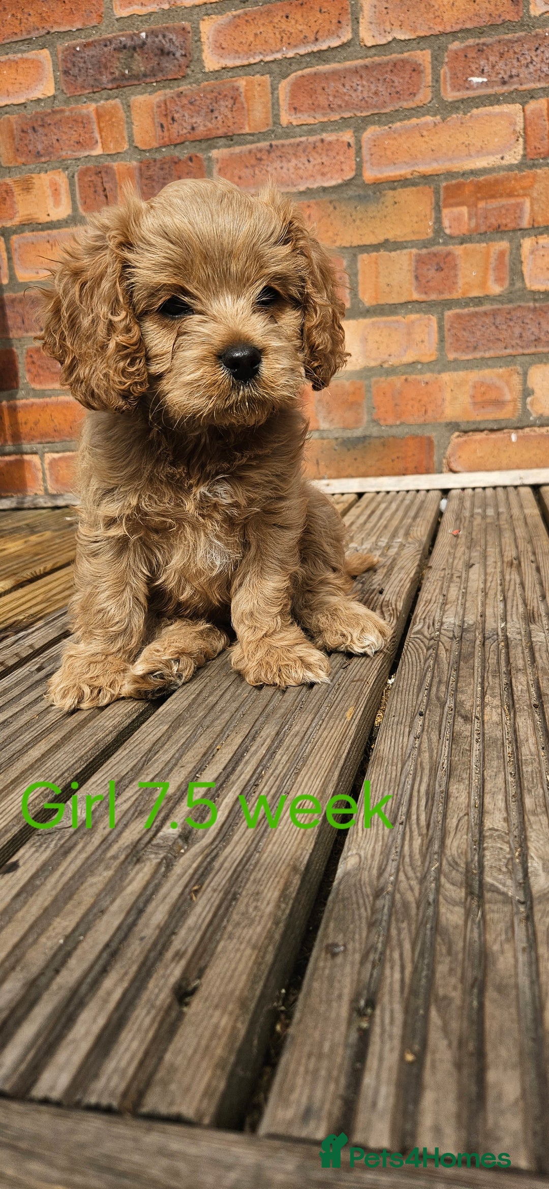 Cavapoo dogs for sale: Beautiful Cavapoo F1b for sale - Image 5