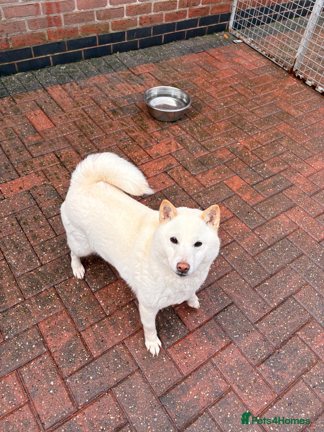 Japanese Shiba Inu dogs for sale: Japanese Shiba Inu - Advert 4