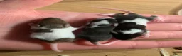 Mouse rodents for sale: Mice for sale  - Advert 7