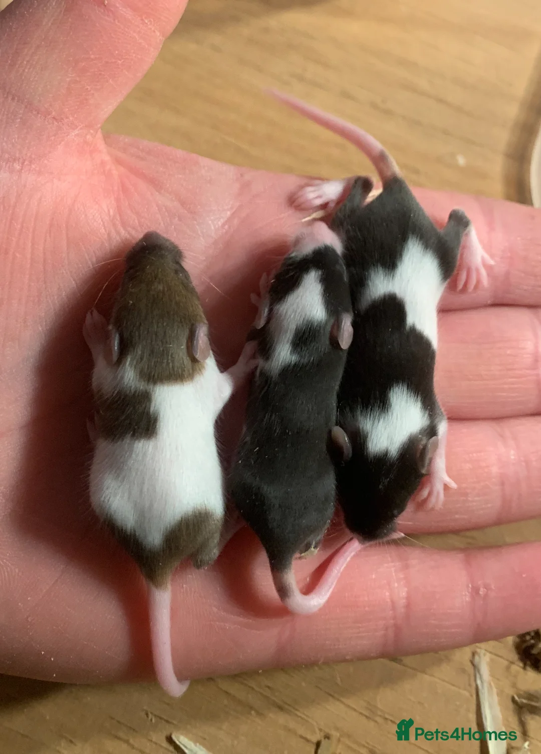 Mouse rodents for sale: Mice for sale  - Advert 7