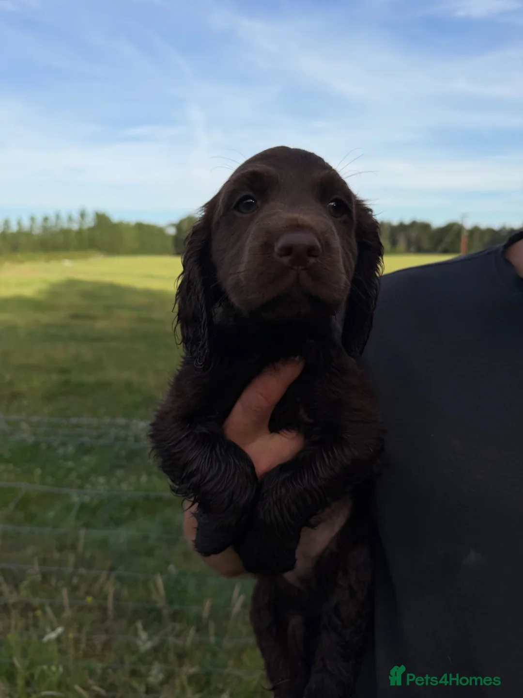 Cocker Spaniel dogs for sale: Working cocker spaniels  - Advert 2