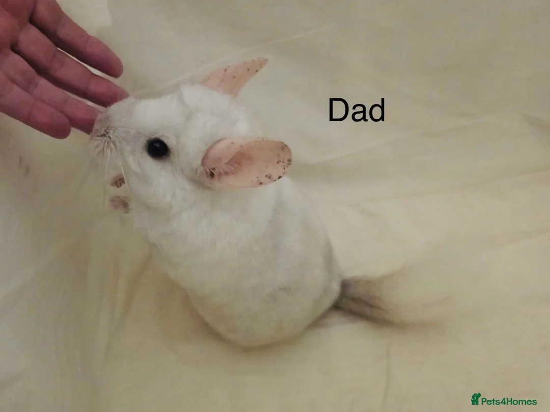 Chinchilla rodents for sale: Female white chinchilla ready now in Keighley - Advert 17